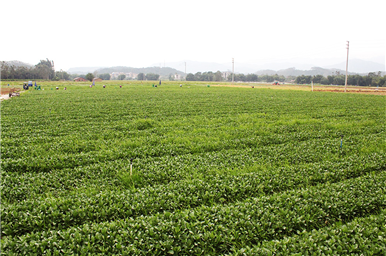 龍門生産基地(dì)