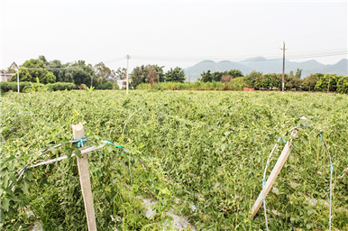 龍門生産基地(dì)